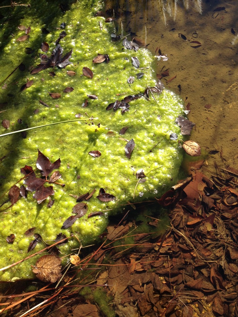 Las algas y el sol, pura simbiosis benefactora para el planeta
