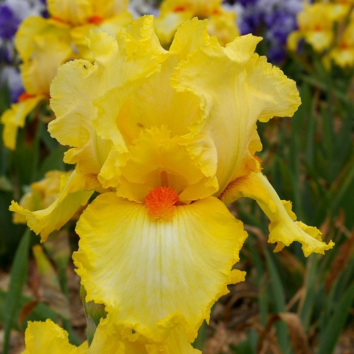 Iris, las mejores flores del mundo