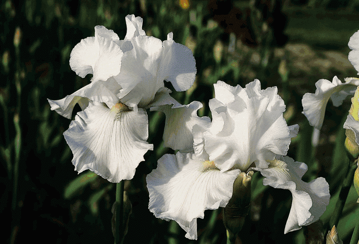 Iris, las mejores flores del mundo